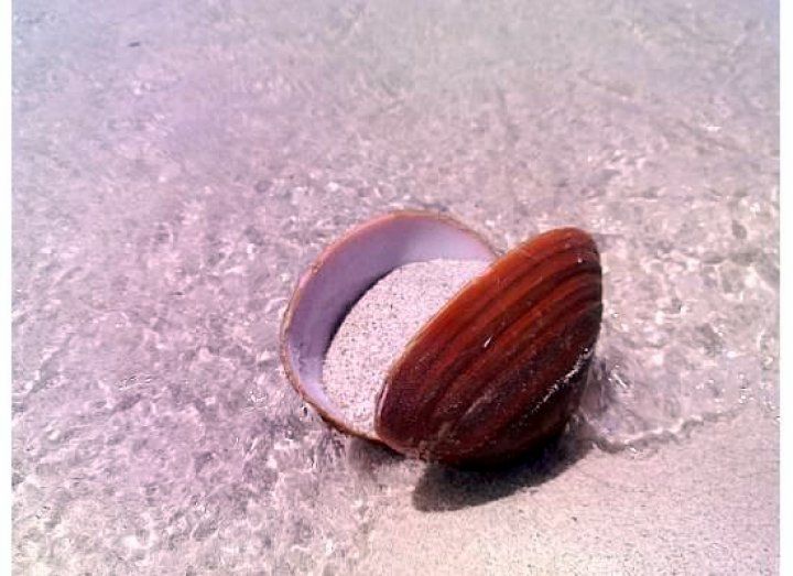Balandra clam