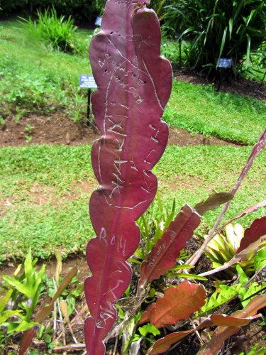 Plant with Graffiti in Sri Lanka Botanical Garden